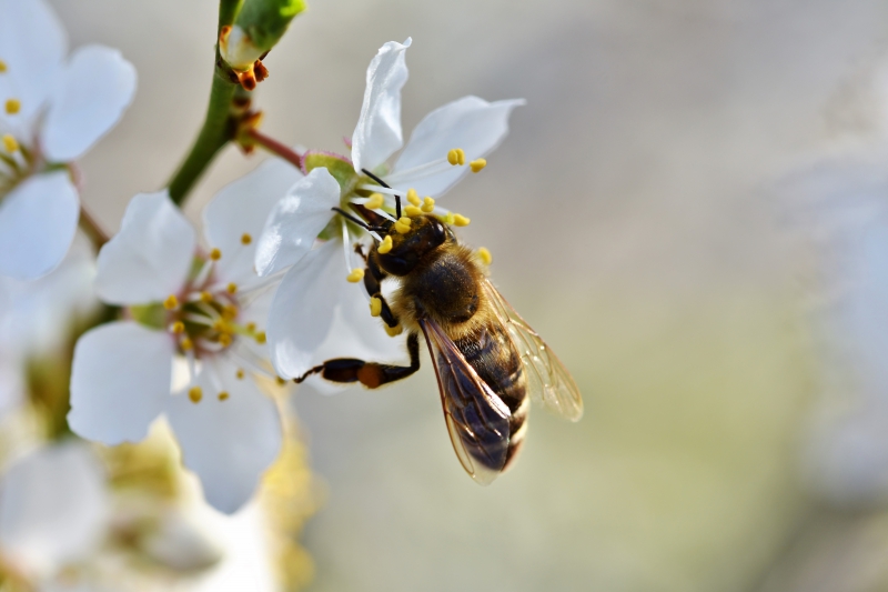 jardinerie-ROQUEBRUNE CAP MARTIN-min_bee-4092986